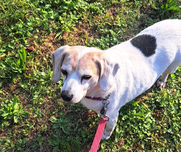 BALOO MINI BEAGLE Foto 2